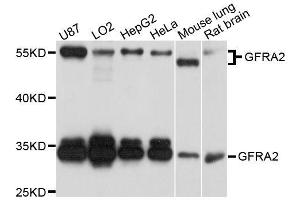 Western blot analysis of extracts of various cell lines, using GFRA2 antibody. (GFRA2 Antikörper  (AA 360-464))