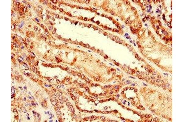 Neuregulin 4 Antikörper  (AA 1-62)