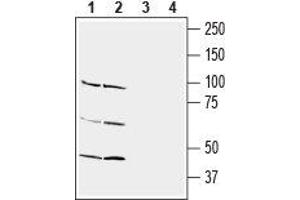 Western Blotting (WB) image for anti-Nectin cell adhesion molecule 3 (NECTIN3) (AA 84-97), (Extracellular) antibody (ABIN7043441)