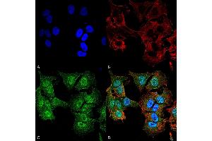 Immunocytochemistry/Immunofluorescence analysis using Rabbit Anti-ULK2 Polyclonal Antibody . (ULK2 Antikörper  (AA 558-569) (Atto 488))