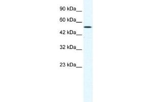 WB Suggested Anti-SUV39H1 Antibody Titration:  1. (SUV39H1 Antikörper  (C-Term))