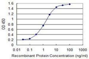 Detection limit for recombinant GST tagged GLS is 0. (Glutaminase Antikörper  (AA 580-669))
