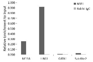 Chromatin immunoprecipitation analysis of extracts of HepG2 cells, using NRF1 antibody (ABIN6128358, ABIN6144851, ABIN6144853 and ABIN6221193) and rabbit IgG. (NRF1 Antikörper  (AA 240-449))