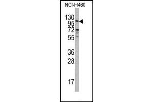 Image no. 1 for anti-Exonuclease 1 (EXO1) (N-Term) antibody (ABIN358056) (Exonuclease 1 Antikörper  (N-Term))