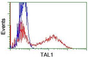 HEK293T cells transfected with either RC222628 overexpress plasmid (Red) or empty vector control plasmid (Blue) were immunostained by anti-TAL1 antibody (ABIN2455270), and then analyzed by flow cytometry. (TAL1 Antikörper)