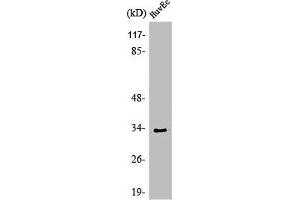 Western Blot analysis of HeLa cells using Olfactory receptor 1L6 Polyclonal Antibody (OR1L6 Antikörper  (Internal Region))