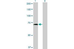 Western Blot analysis of PVRL2 expression in transfected 293T cell line by PVRL2 MaxPab polyclonal antibody. (PVRL2 Antikörper  (AA 1-479))