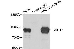 Immunoprecipitation analysis of 200 μg extracts of K562 cells using 1 μg RAD17 antibody (ABIN5973095). (RAD17 Antikörper)
