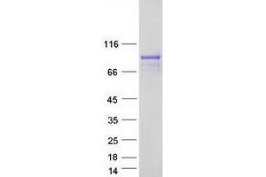 Western Blotting (WB) image for Ral Guanine Nucleotide Dissociation Stimulator-Like 3 (RGL3) protein (Myc-DYKDDDDK Tag) (ABIN2730804)