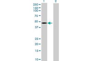 Western Blot analysis of PCYOX1L expression in transfected 293T cell line by PCYOX1L MaxPab polyclonal antibody.
