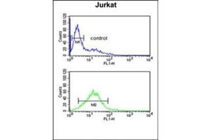 Flow cytometric analysis of Jurkat cells using PLB-Thr17 Cat. (Phospholamban Antikörper  (Thr17))