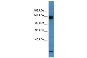 WB Suggested Anti-Bnc1 Antibody Titration:  0. (Basonuclin 1 Antikörper  (C-Term))