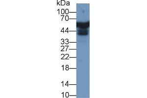 Western Blot; Sample: Human Liver lysate; Primary Ab: 1µg/ml Rabbit Anti-Human APOH Antibody Second Ab: 0.