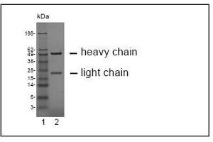 SDS-PAGE analysis of purified HY-8H10 monoclonal antibody. (CEACAM19 Antikörper)