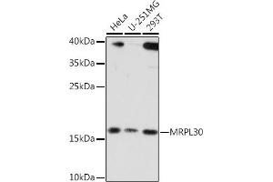 Western blot analysis of extracts of various cell lines, using MRPL30 Rabbit pAb (ABIN7268567) at 1:3000 dilution. (MRPL30 Antikörper  (AA 1-161))