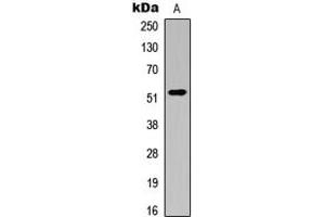 Western blot analysis of ATG4C expression in K562 (A) whole cell lysates. (ATG4C Antikörper  (N-Term))