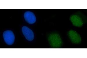 IF analysis of XRCC4 using anti-XRCC4 antibody (ABIN7599168).