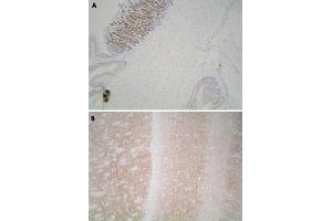 Immunohistochemistry (Formalin/PFA-fixed paraffin-embedded sections) of mouse stomach (A) and mouse cerebrum (B) with Leprotl1 polyclonal antibody .