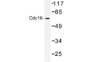 Image no. 1 for anti-Cell Division Cycle 16 Homolog (S. Cerevisiae) (CDC16) antibody (ABIN272281) (CDC16 Antikörper)