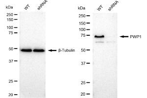 Western blotting analysis using PWP1 antibody (ABIN7800071). (Rekombinanter PWP1 Antikörper)