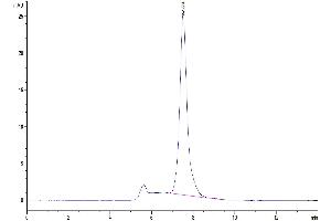 The purity of Human EFNA3 is greater than 95 % as determined by SEC-HPLC. (Ephrin A3 Protein (EFNA3) (AA 23-213) (Fc Tag))