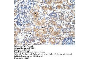 Rabbit Anti-AUH Antibody  Paraffin Embedded Tissue: Human Kidney Cellular Data: Epithelial cells of renal tubule Antibody Concentration: 4. (AUH Antikörper  (C-Term))