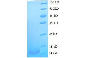 SDS-PAGE (SDS) image for Macrophage Migration Inhibitory Factor (Glycosylation-Inhibiting Factor) (MIF) (AA 2-115), (full length) protein (His tag) (ABIN1047345)