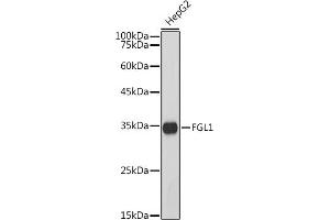 Western blot analysis of extracts of HepG2 cells, using FGL1 antibody (ABIN7267179) at 1:1000 dilution. (FGL1 Antikörper)