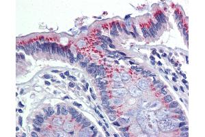 Anti-PDIA3 / ERp57 antibody IHC of human colon.