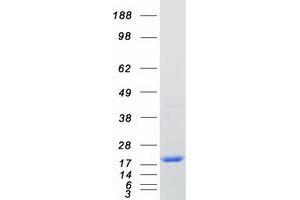Western Blotting (WB) image for Receptor Accessory Protein 5 (REEP5) protein (Myc-DYKDDDDK Tag) (ABIN2730681)