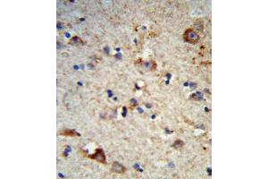 Immunohistochemistry (IHC) image for anti-Exostosin 2 (EXT2) antibody (ABIN3004162) (EXT2 Antikörper)