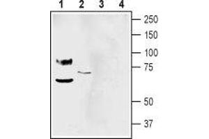 Western Blotting (WB) image for anti-Amiloride-Sensitive Cation Channel 2, Neuronal (ACCN2) (AA 368-382), (Extracellular) antibody (ABIN7042913)