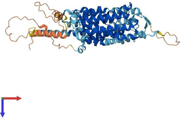 SLC43A2 Protein (AA 1-568) (His tag)