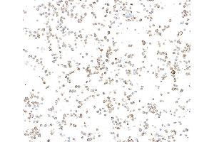 Immunocytochemistry (ICC) image for anti-Biotin antibody (ABIN7795748) (Rekombinanter Biotin Antikörper)