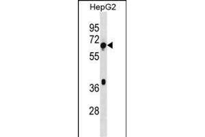 TBC1D3F Antibody (Center) (ABIN1538302 and ABIN2838342) western blot analysis in HepG2 cell line lysates (35 μg/lane). (TBC1D3 Antikörper  (AA 318-346))