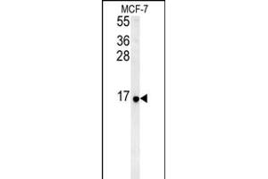 RPS26 Antibody (N-term)&65288,Cat(ABIN651454 and ABIN2840248)&65289,western blot analysis in MCF-7 cell line lysates (35 μg/lane). (RPS26 Antikörper  (N-Term))