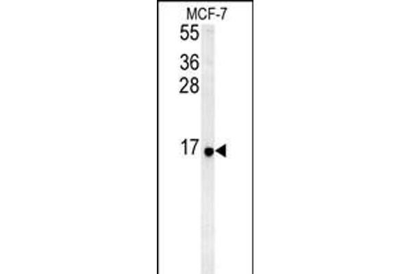 RPS26 Antikörper  (N-Term)