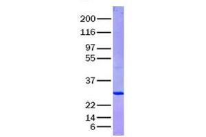 Validation with Western Blot (APOA1 Protein)