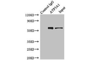Immunoprecipitating ATP5A1 in Hela whole cell lysate Lane 1: Rabbit control IgG instead of (1? (ATP5F1A (AA 59-257) Antikörper)