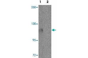 Western blot analysis of PIWIL3 in NIH/3T3 cell lysate with PIWIL3 polyclonal antibody  at 1 ug/mL in (1) the absence and (2) the presence of blocking peptide. (PIWIL3 Antikörper  (N-Term))