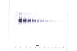 Image no. 2 for anti-Intercellular Adhesion Molecule 1 (ICAM1) antibody (ABIN465660) (ICAM1 Antikörper)