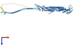 COG6 Protein (AA 1-657) (His tag)