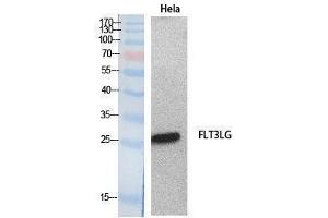 Western Blotting (WB) image for anti-Fms-Related tyrosine Kinase 3 Ligand (FLT3LG) (Internal Region) antibody (ABIN3181060) (FLT3LG Antikörper  (Internal Region))