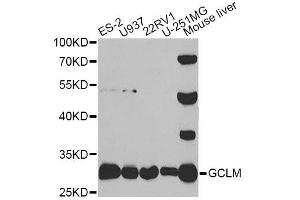 Western blot analysis of extracts of various cell lines, using GCLM antibody. (GCLM Antikörper  (AA 1-274))