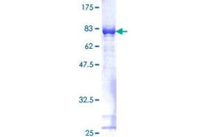 FKBP4 Protein (AA 1-459) (GST tag)