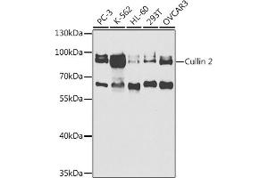Western blot analysis of extracts of various cell lines, using Cullin 2 antibody (ABIN6129299, ABIN6139249, ABIN6139250 and ABIN6220930) at 1:1000 dilution. (Cullin 2 Antikörper  (AA 40-310))