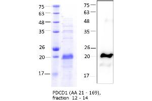 Western Blotting (WB) image for Programmed Cell Death 1 (PDCD1) (AA 21-169) protein (His tag) (ABIN3121372)
