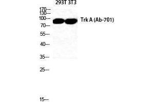 Western Blotting (WB) image for anti-Neurotrophic Tyrosine Kinase, Receptor, Type 1 (NTRK1) (Thr183), (Tyr185) antibody (ABIN3177798) (TRKA Antikörper  (Thr183, Tyr185))