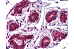 Anti-JMJD5 antibody IHC of human breast. (JMJD5 Antikörper  (C-Term))