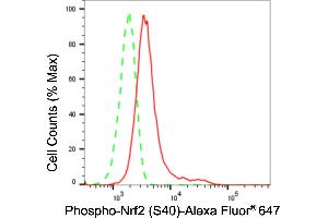 Flow cytometric analysis of Phospho-Nrf2 (S40) expression in HeLa cells using Phospho-Nrf2 (S40) antibody (ABIN7799630), 1:2,000). (Rekombinanter NRF2 Antikörper  (pSer40))
